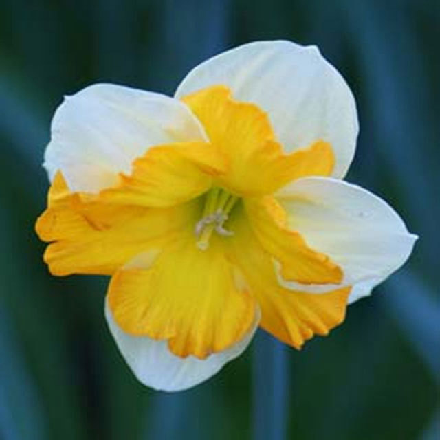 Narcissus Centannes