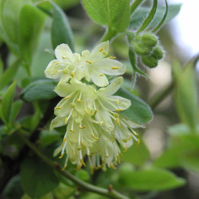 Lonicera caerulea