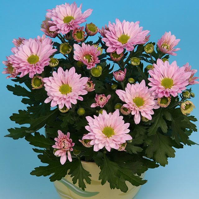 Chrysanthemum Dunga Polvere bianca