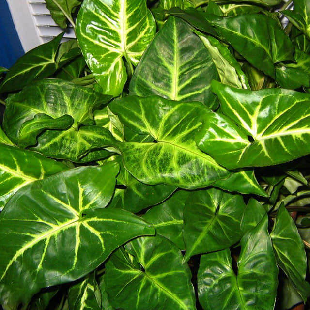 Syngonium podophyllum Drooping Leaves