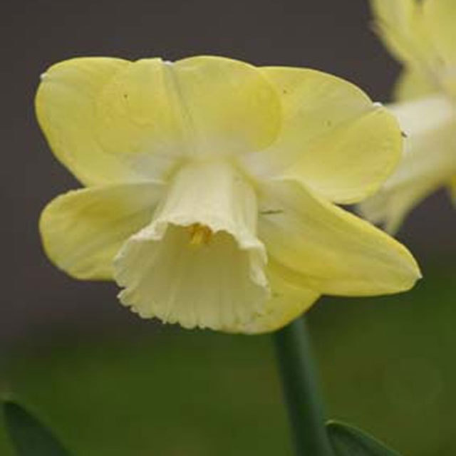 Narcissus Charlotte
