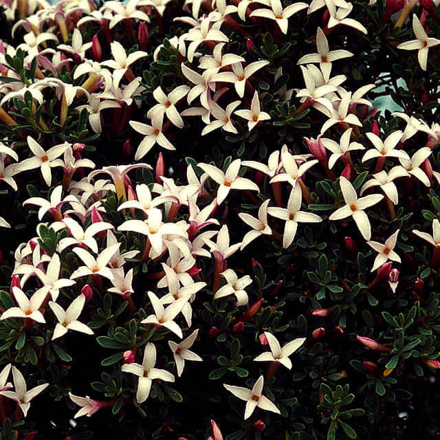 Daphne jasminea