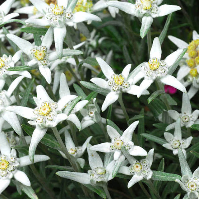 Leontopodium japonicum
