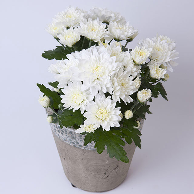 Chrysanthemum Derlei White Drooping Leaves