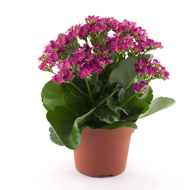 Kalanchoe Passion Poseidon Brown Leaf Tips