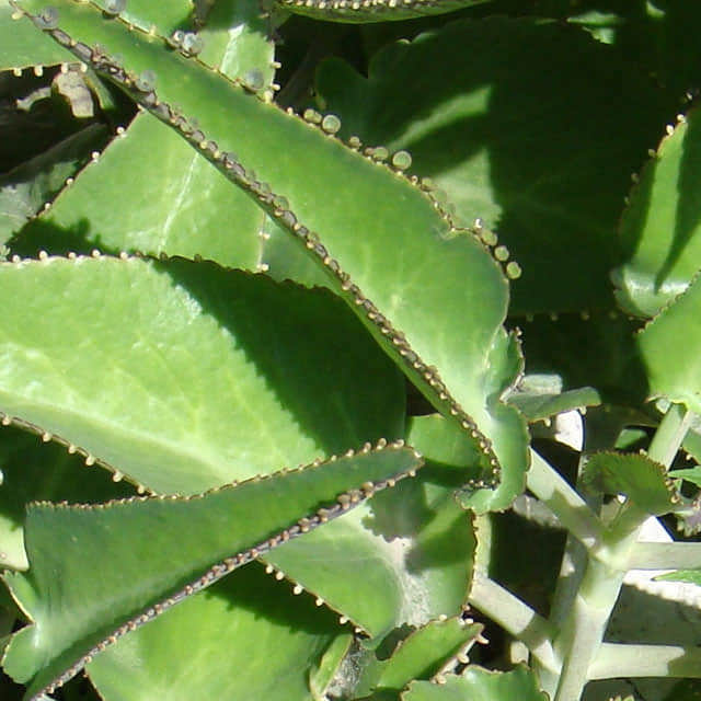 Bryophyllum pinnatum
