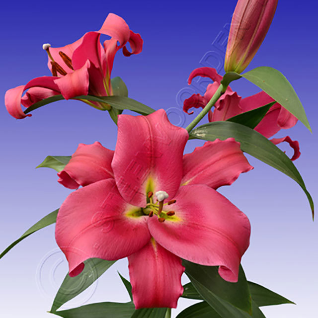 Lilium Adelante Ragnatele sottili