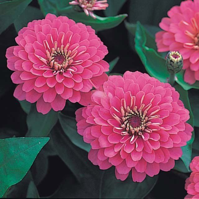 Zinnia Dreamland F1 Pink White Cottony Spots