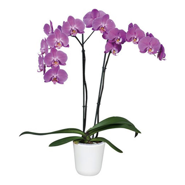 Phalaenopsis Jakarta