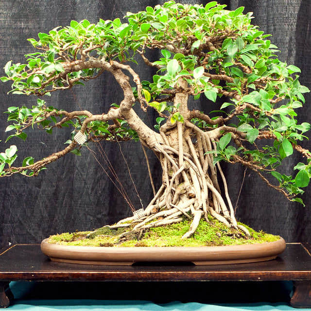 Ficus retusa Yellow Leaves