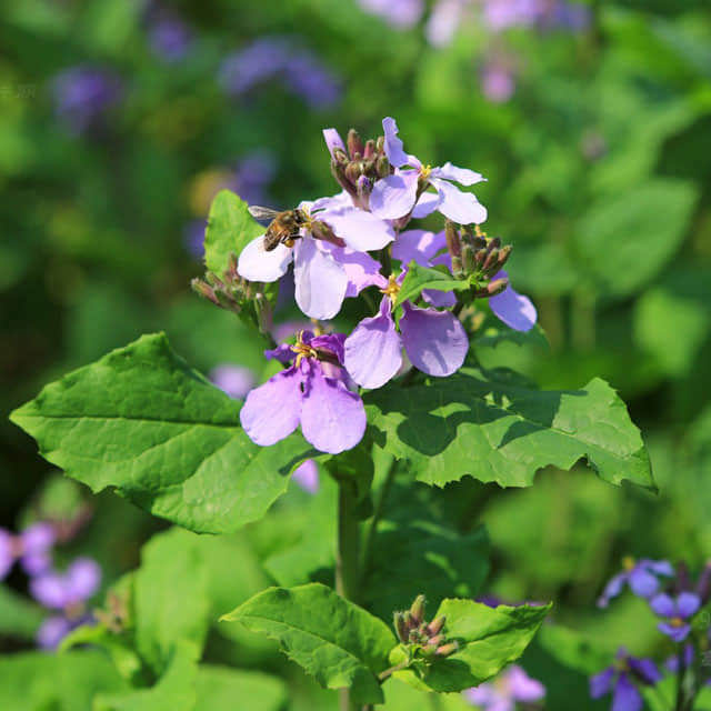 Orychophragmus violaceus