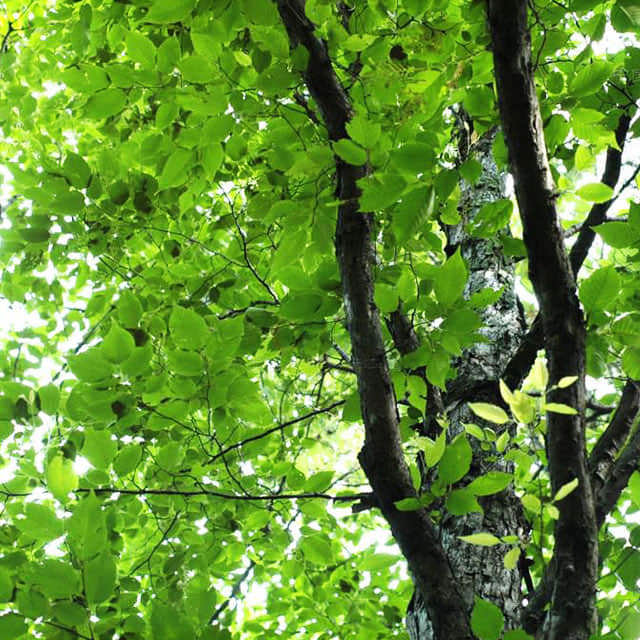 Ostrya japonica