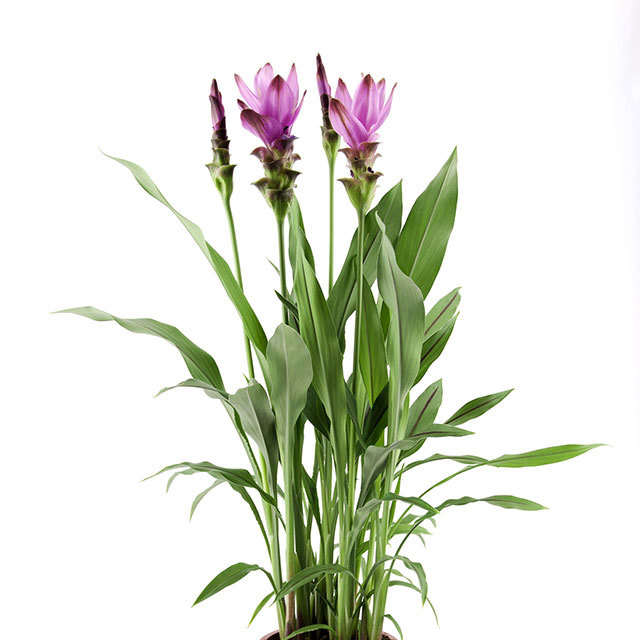 Curcuma Siam Supreme