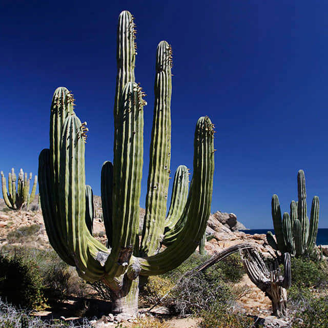 Pachycereus pringlei