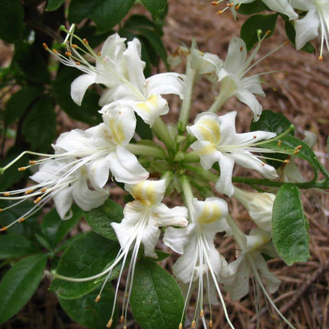 Rhododendron alabamense Sudden Leaf Drop