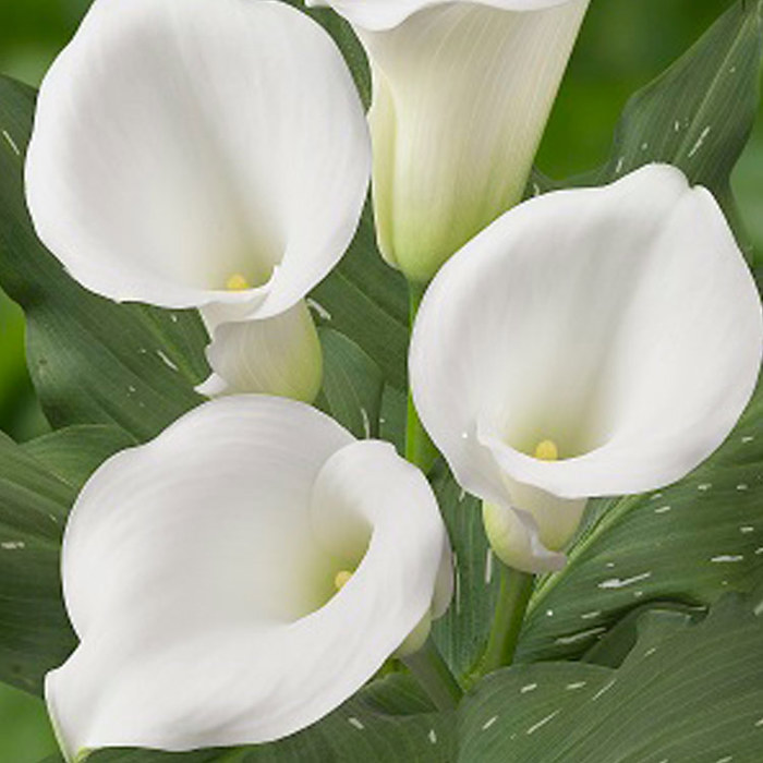 Zantedeschia Captain Signum Fine Webbing
