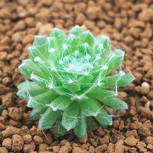 Sempervivum arachnoideum ssp. tomentosum