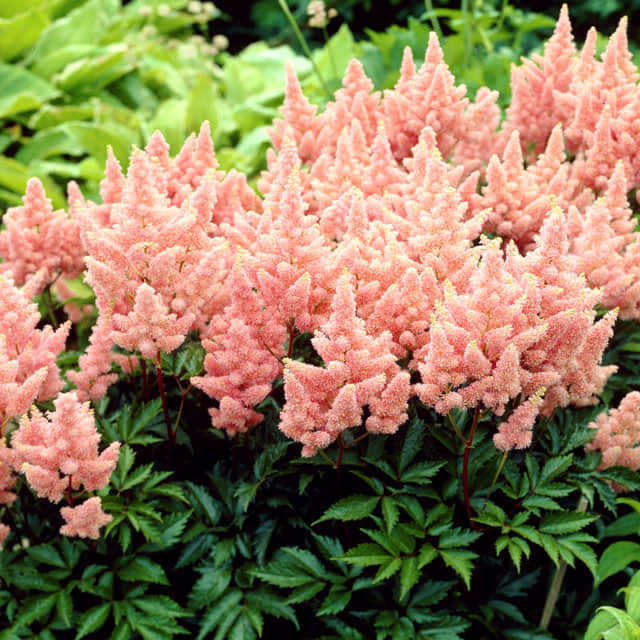 Astilbe arendsii