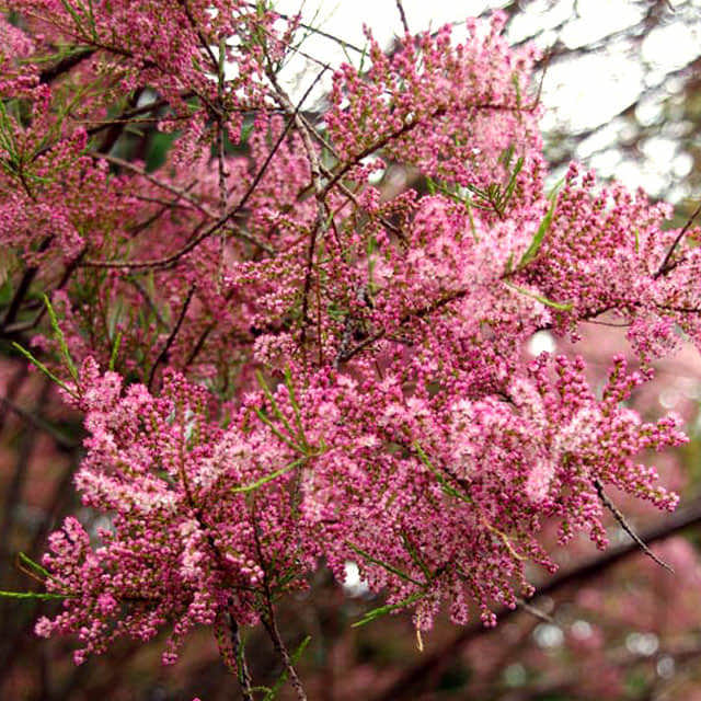 Tamarix parviflora