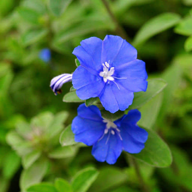 Oxypetalum caerulea