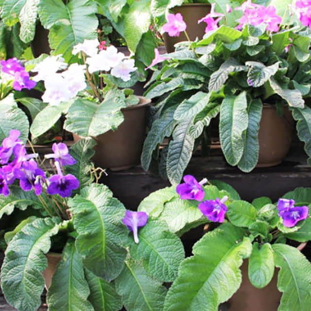 Streptocarpus