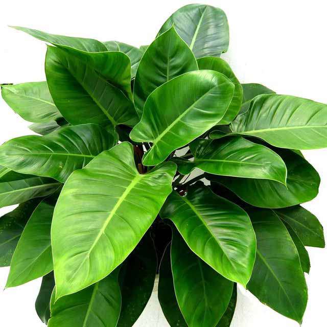 Philodendron Imperial Green Drooping Leaves