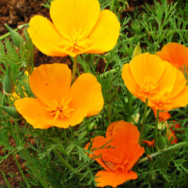 Eschscholzia californica