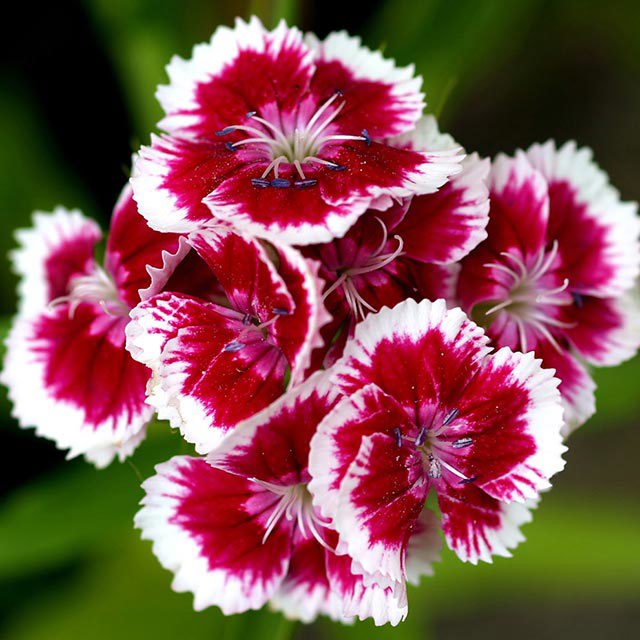 Dianthus chinensis