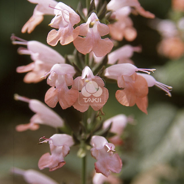 Salvia Summer Jewel Pink
