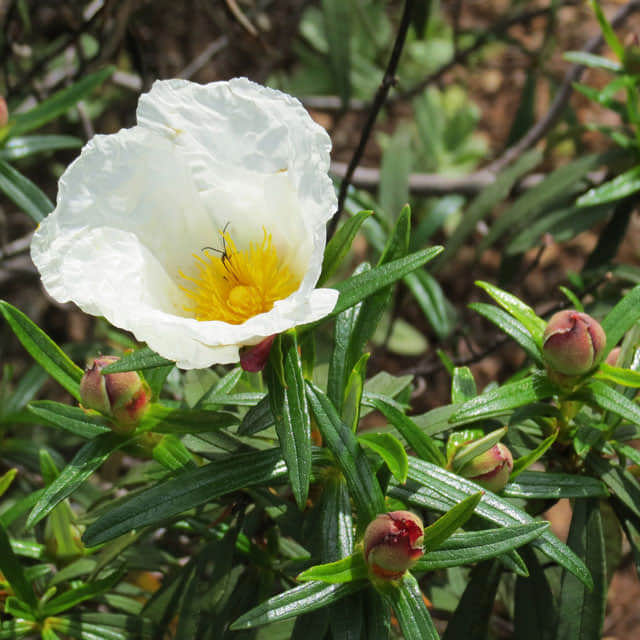 Cistus monspeliensis