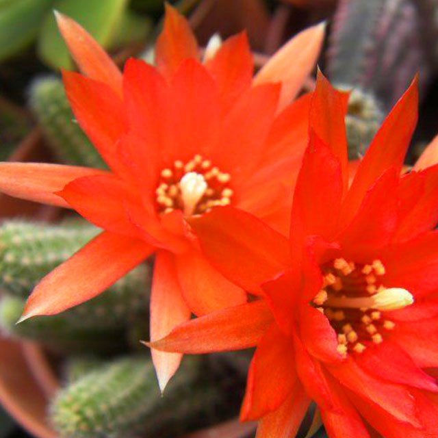 Symplocos paniculata