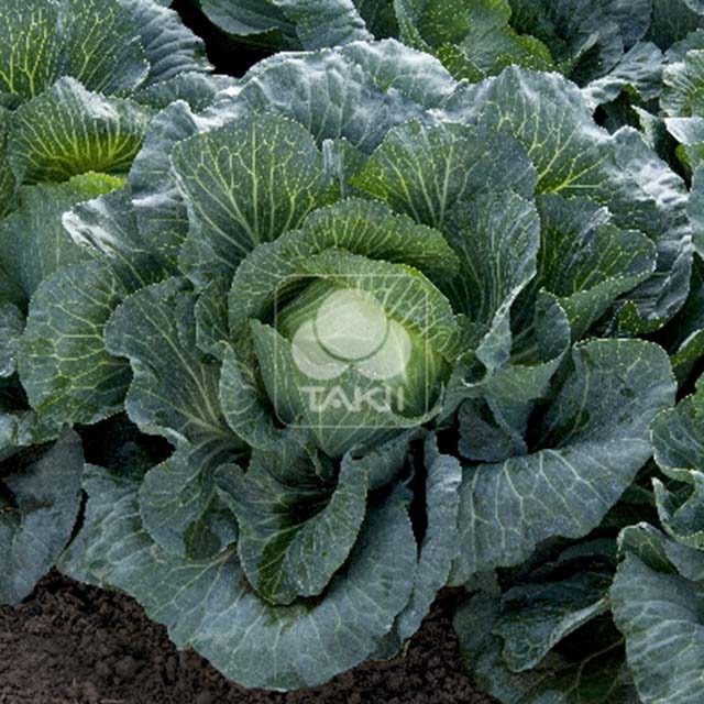 White Cabbage Verdeco F1 Drooping Leaves