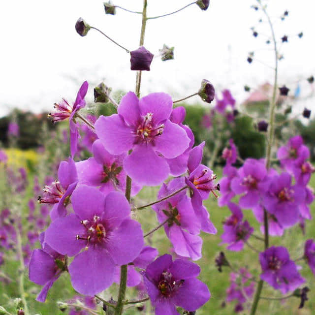 Verbascum phoeniceum