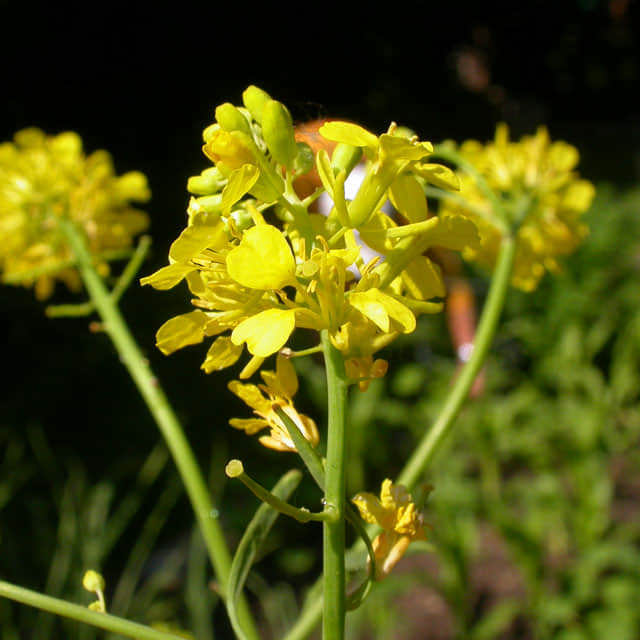 Brassica nigra
