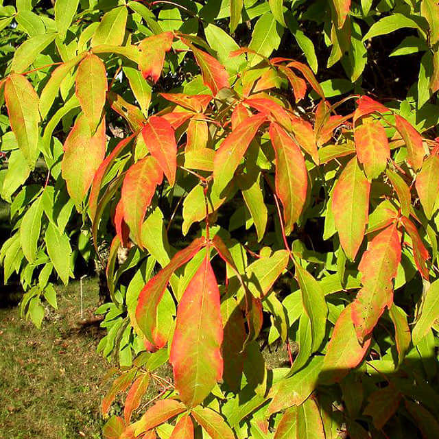 Acer triflorum Sticky Leaves