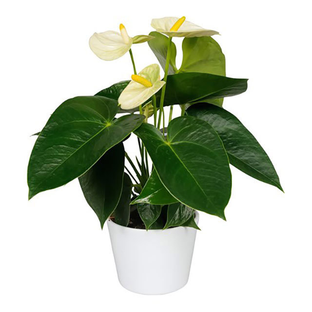 Anthurium andraeanum Bianco Tiny Black Flies