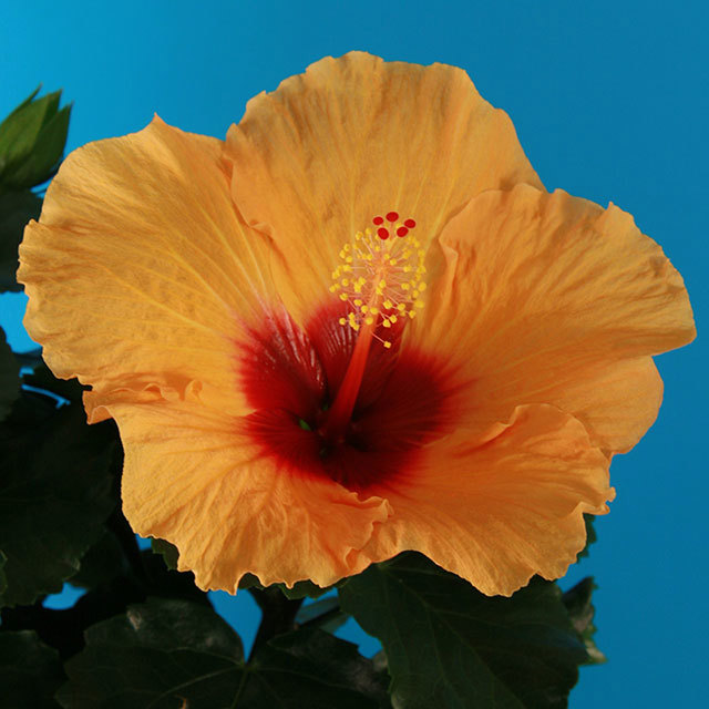 Hibiscus rosa-sinensis Cheerleader Yellow Red Eye Fine Webbing