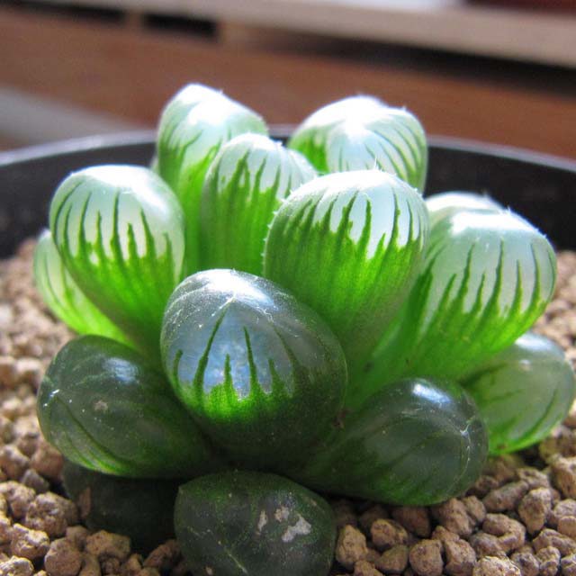 Haworthia obtusa f. truncata White Cottony Spots
