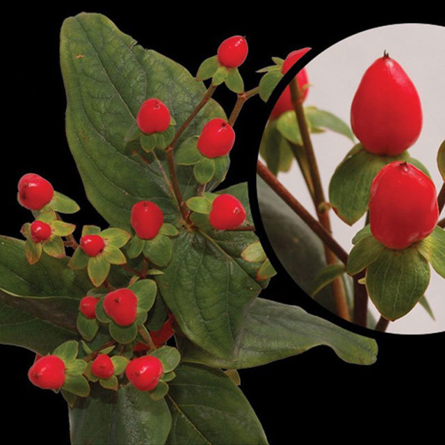Hypericum Go Lucky