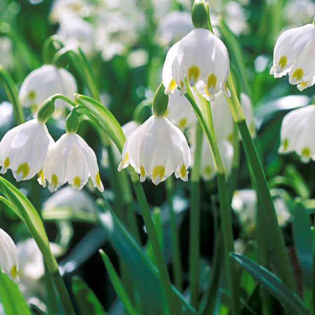 Leucojum vernum