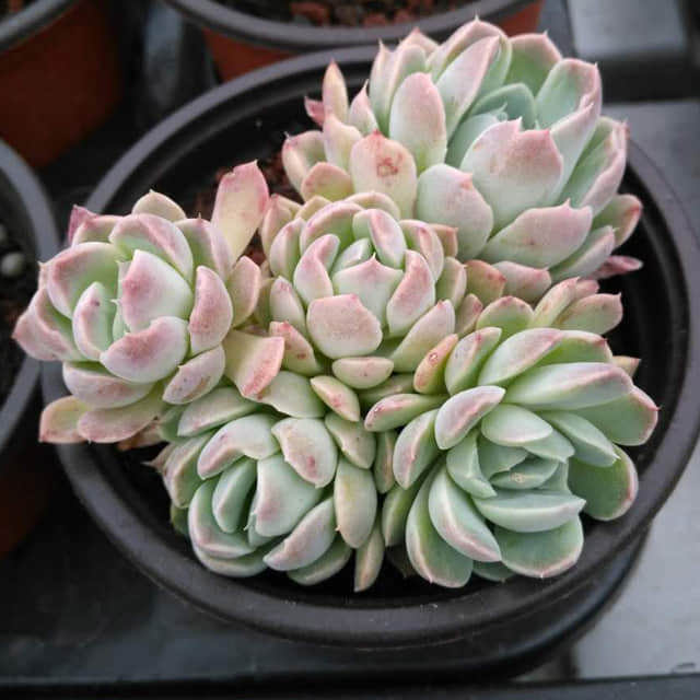 Echeveria Mexican Snowball Fine Webbing