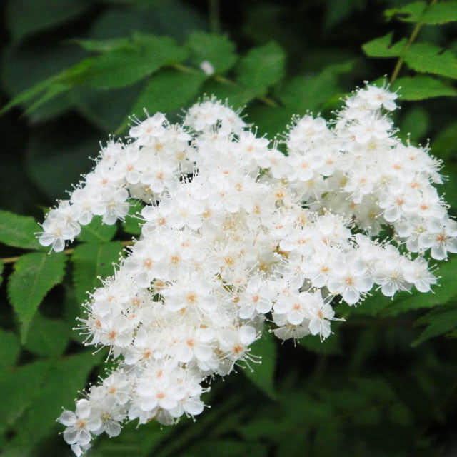 Sorbaria sorbifolia
