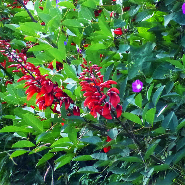Erythrina orientalis