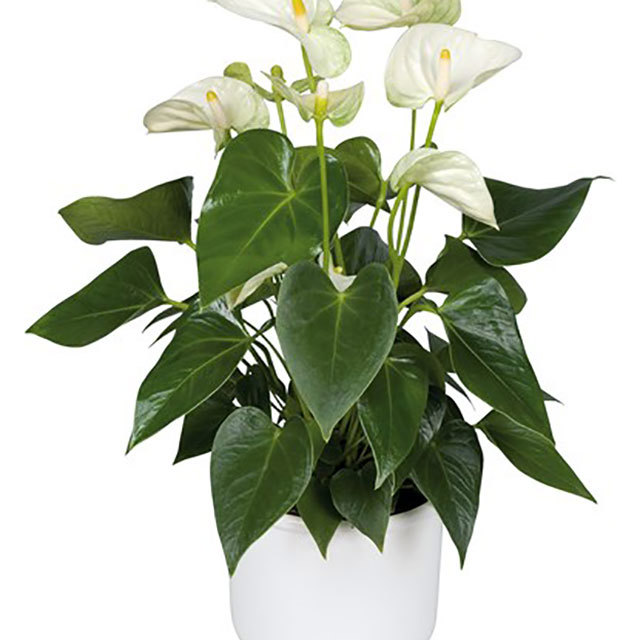 Anthurium andraeanum Mont Blanc White Cottony Spots