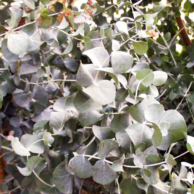 Eucalyptus cinerea