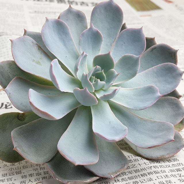Graptopetalum paraguayense Sudden Leaf Drop