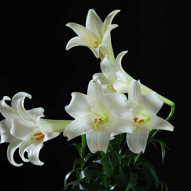 Lilium orientale Casa Blanca Tiny Black Flies