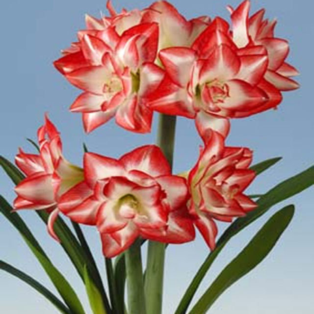 Hippeastrum Blossom Peacock Tiny Black Flies