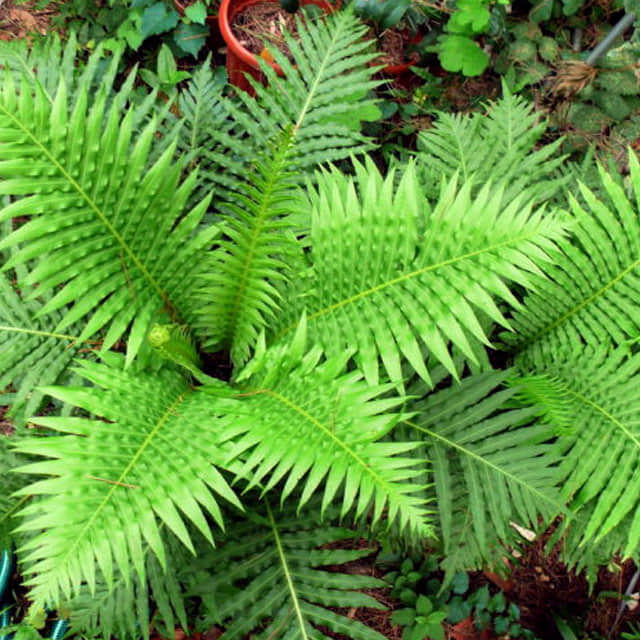 Blechnum gibbum