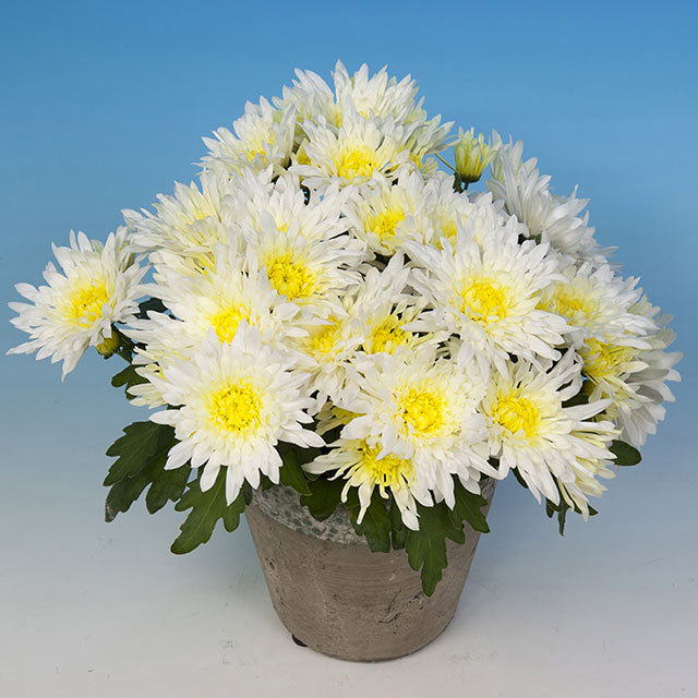 Chrysanthemum Ferreira Fine Webbing